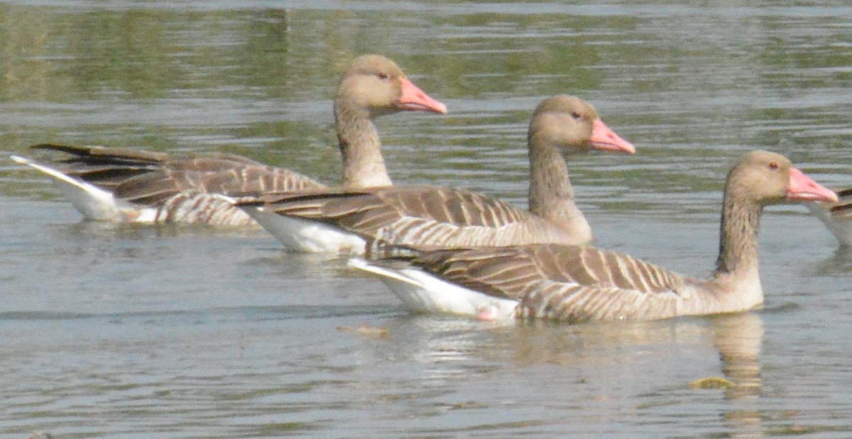 Graylag Goose - ML84552161