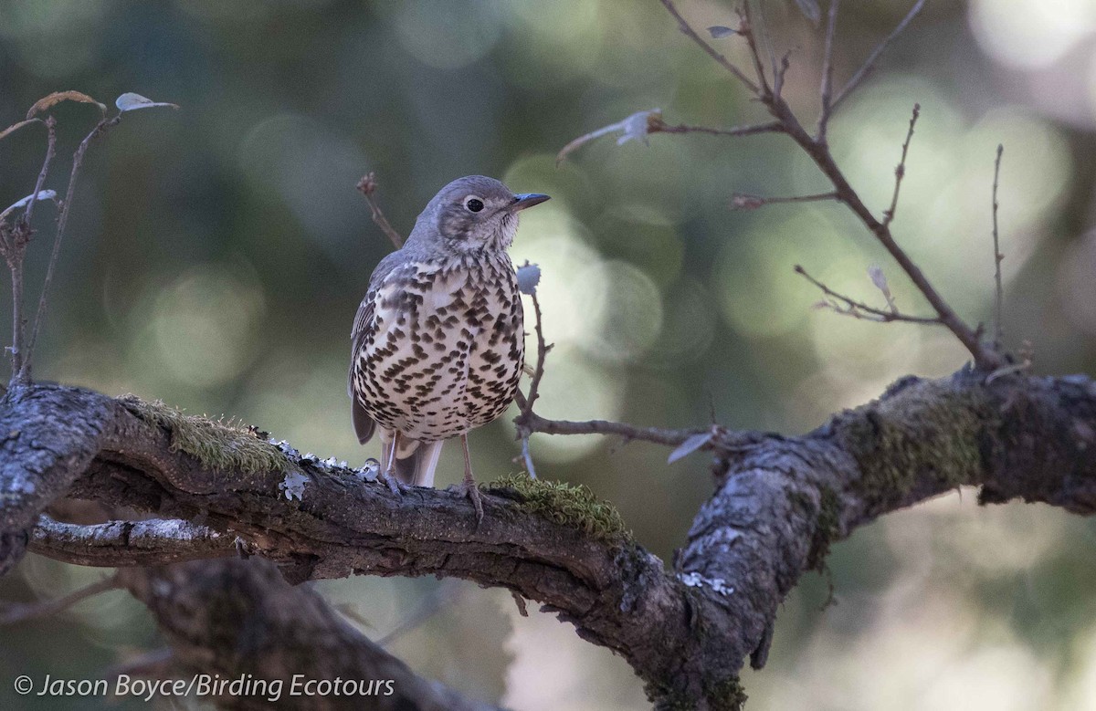 Mistle Thrush - Jason Boyce