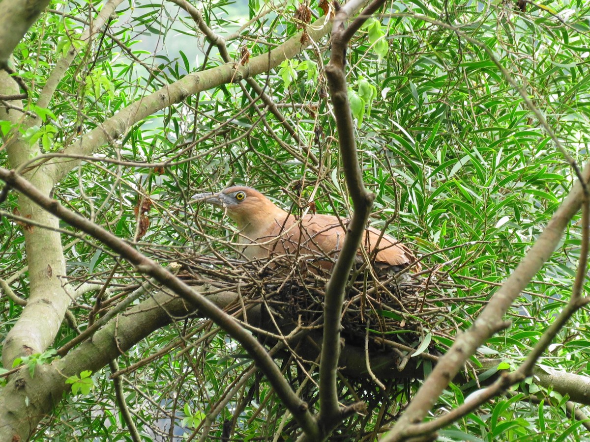 Malayan Night Heron - Max Lee