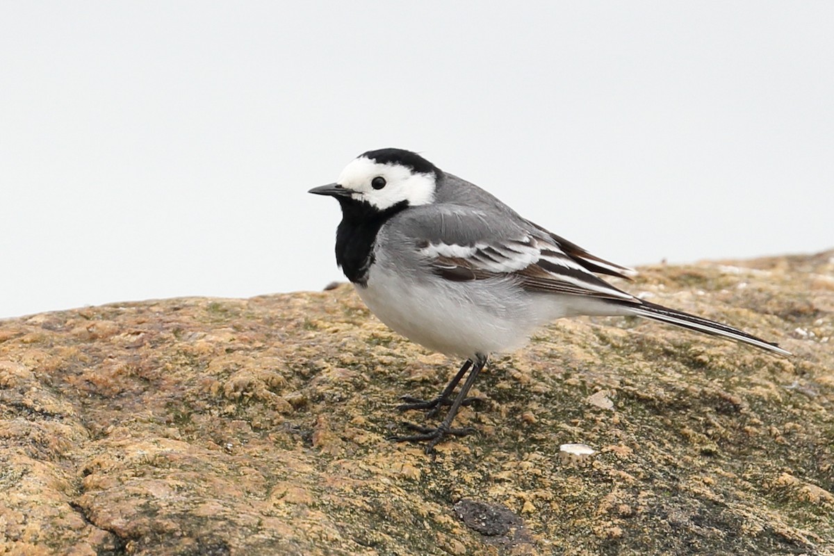 White Wagtail (White-faced) - ML84553611