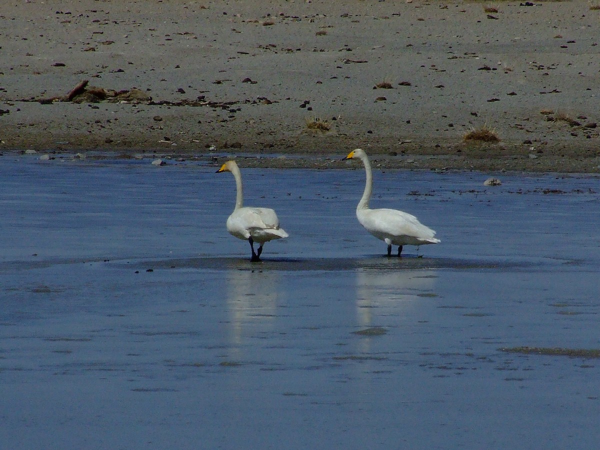 Whooper Swan - ML84553771