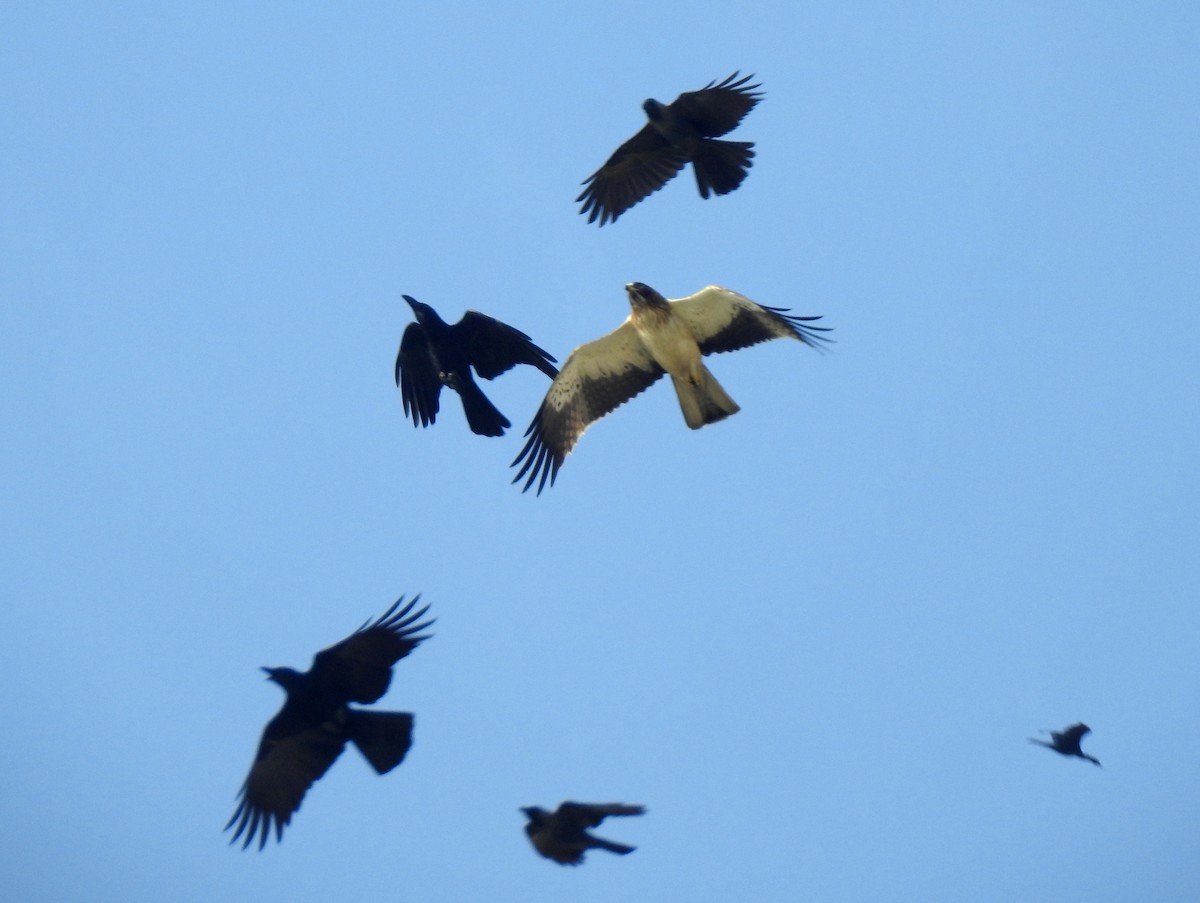 Booted Eagle - Ganeshwar S V