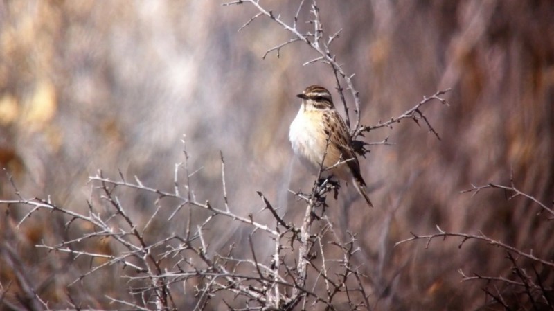 Whinchat - ML84553961