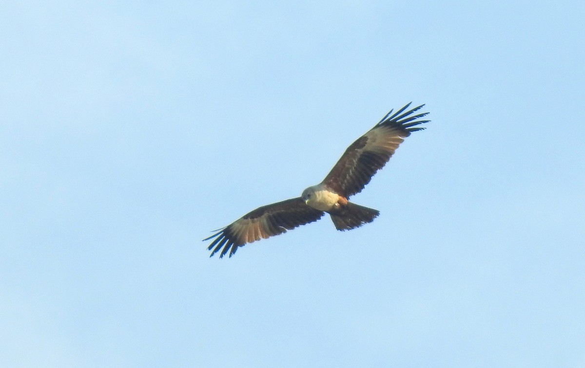 Brahminy Kite - ML84554061