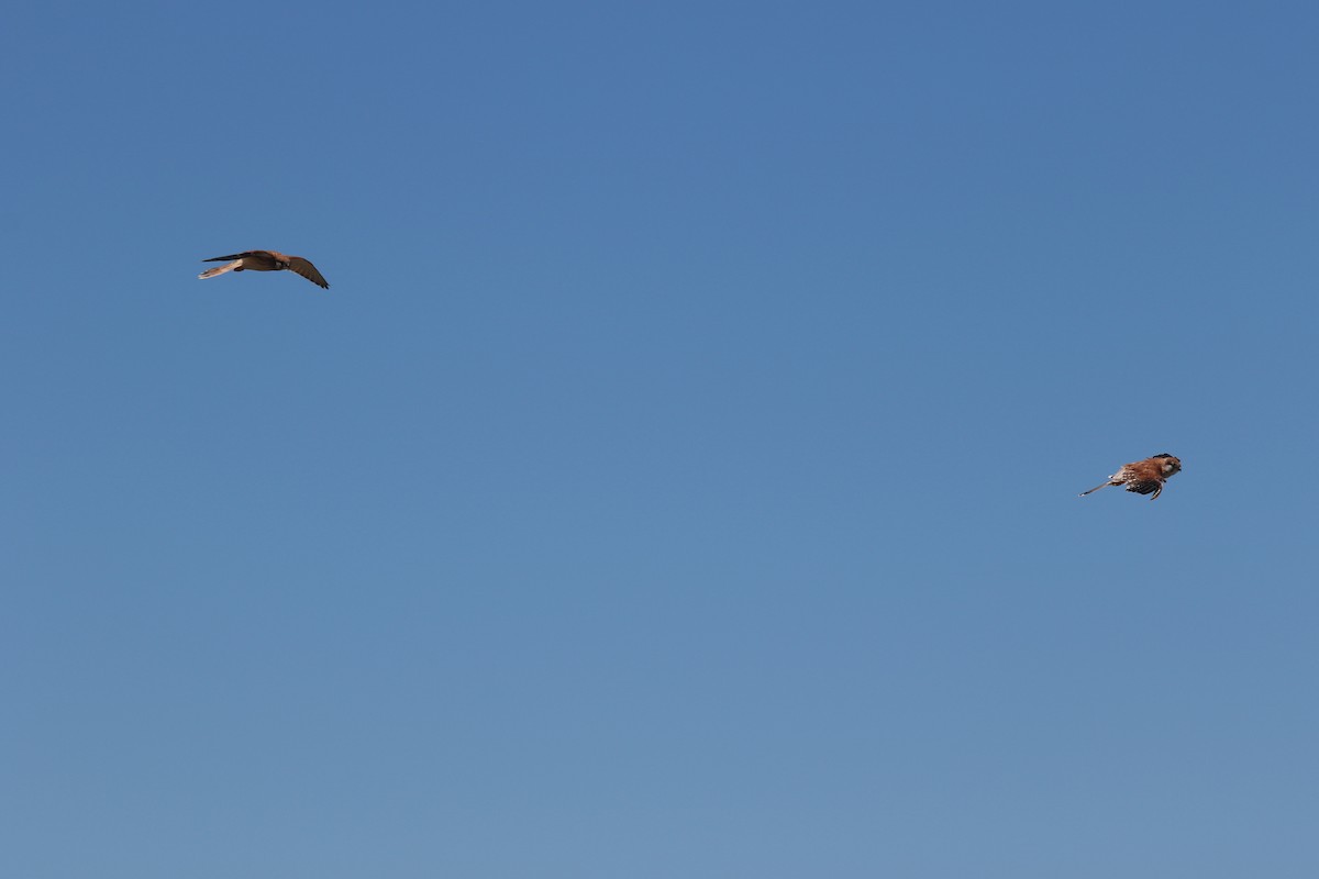 Nankeen Kestrel - ML84554131