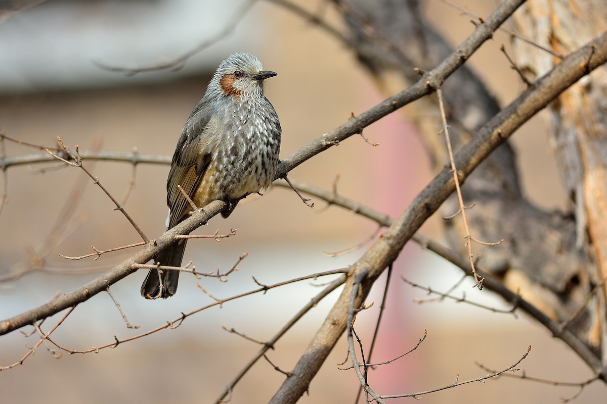 Brown-eared Bulbul - Weber Tsai