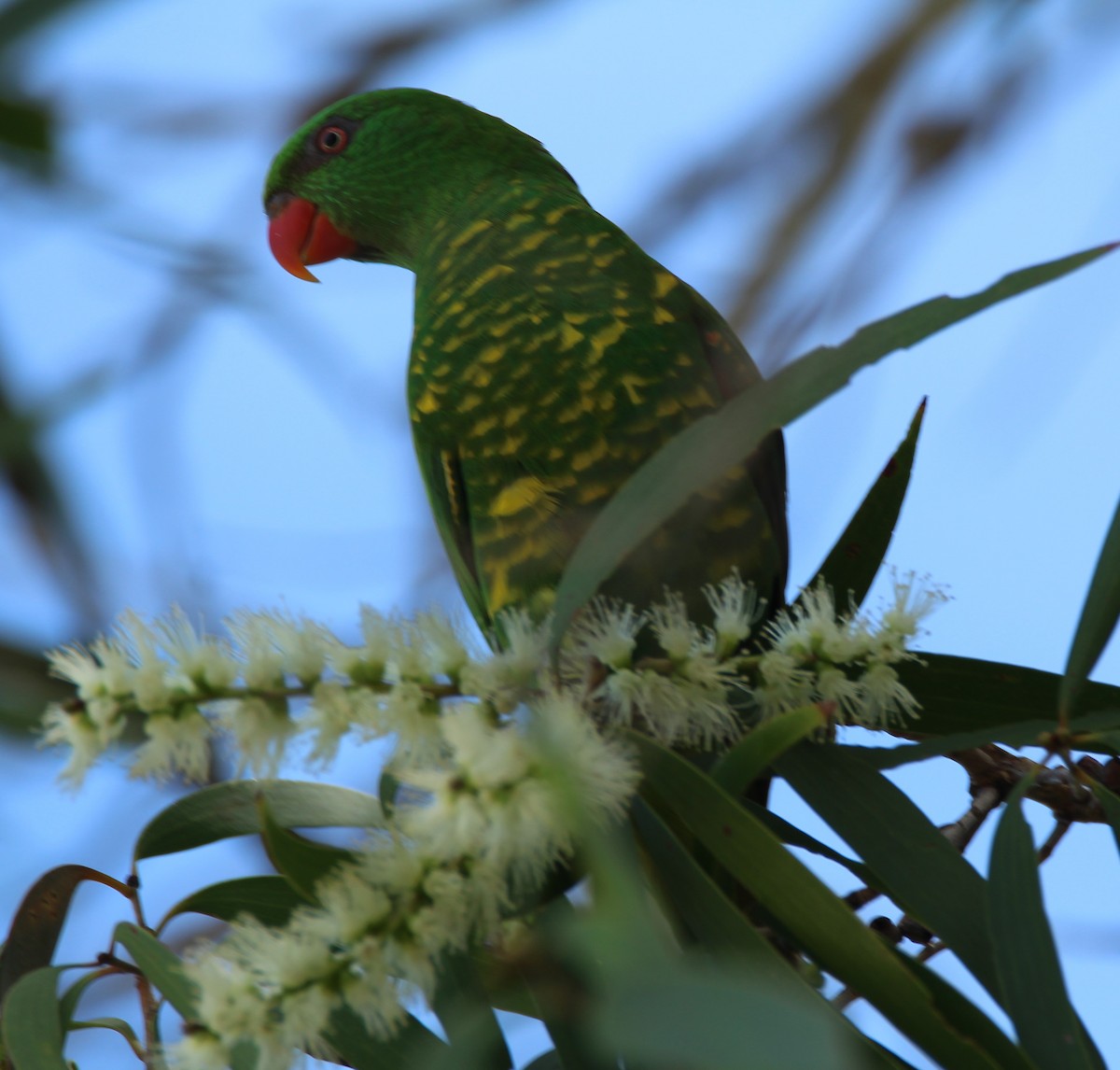 Scaly-breasted Lorikeet - ML84555061
