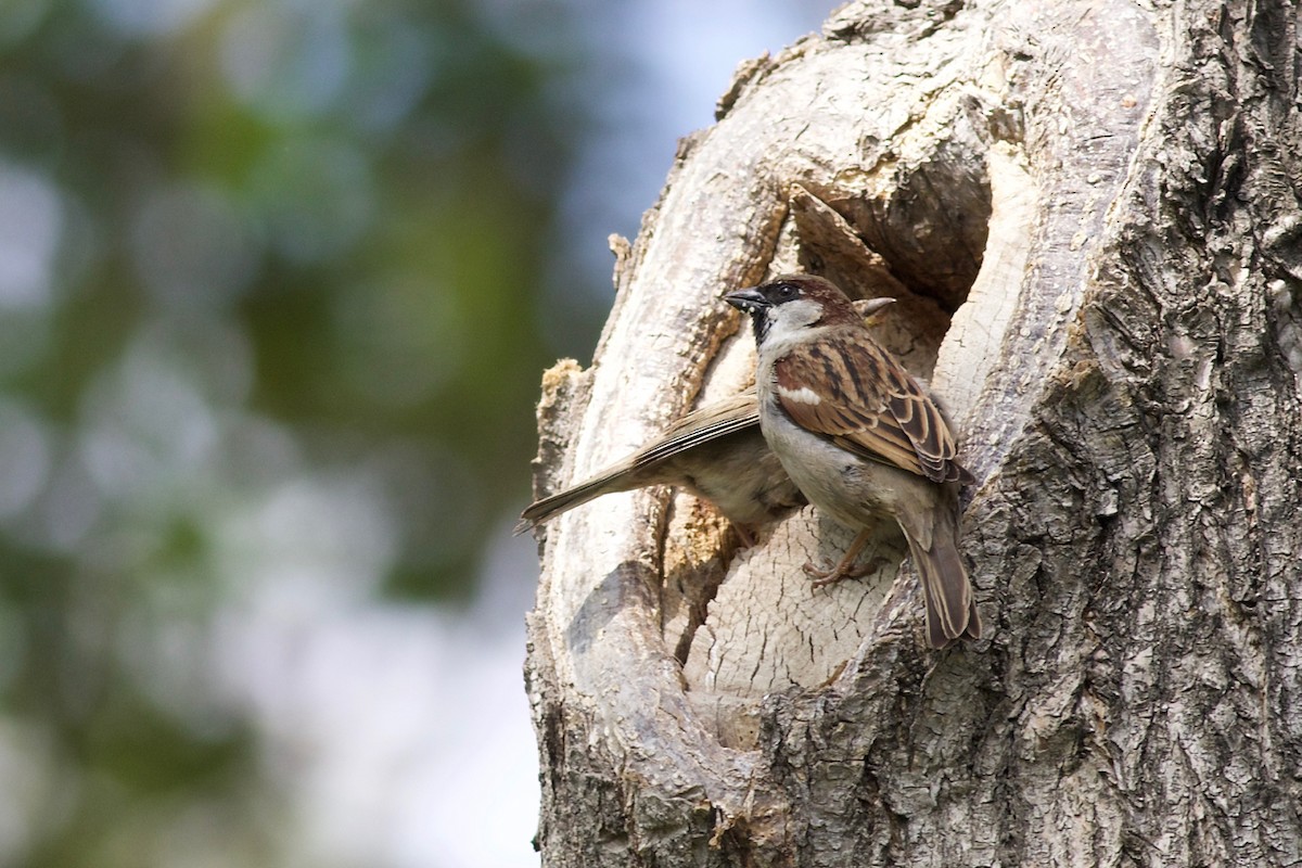 House Sparrow - ML84556431