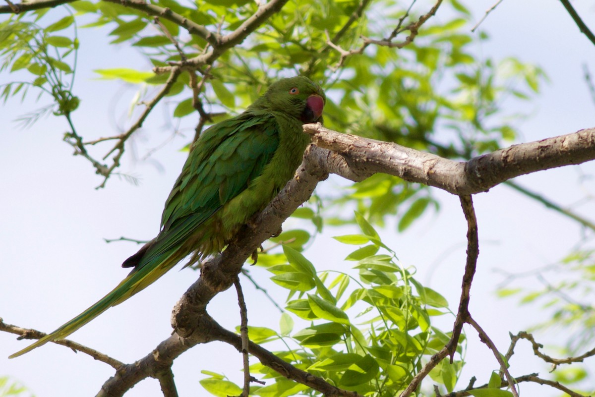 Rose-ringed Parakeet - ML84556451