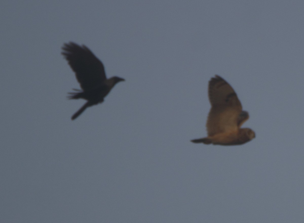 Short-eared Owl - ML84556591