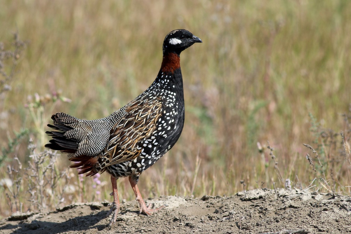 Black Francolin - ML84557161