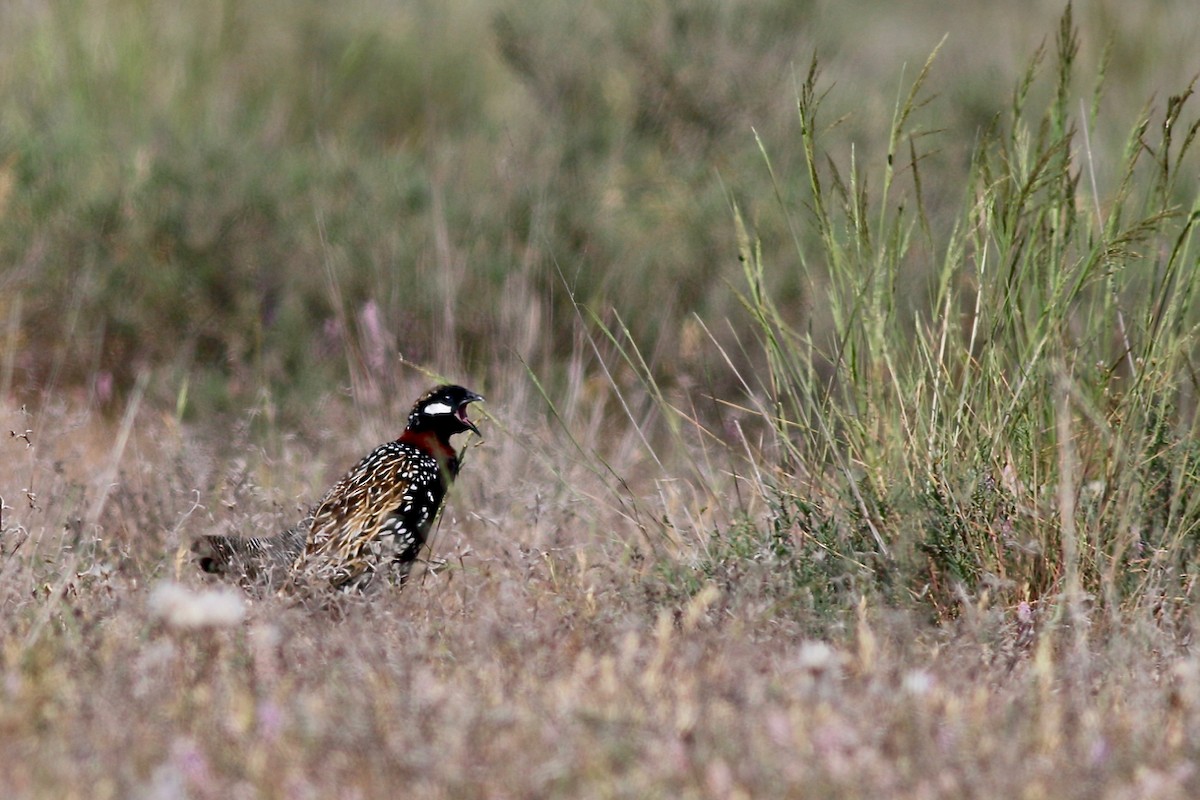 Black Francolin - Jakub Macháň