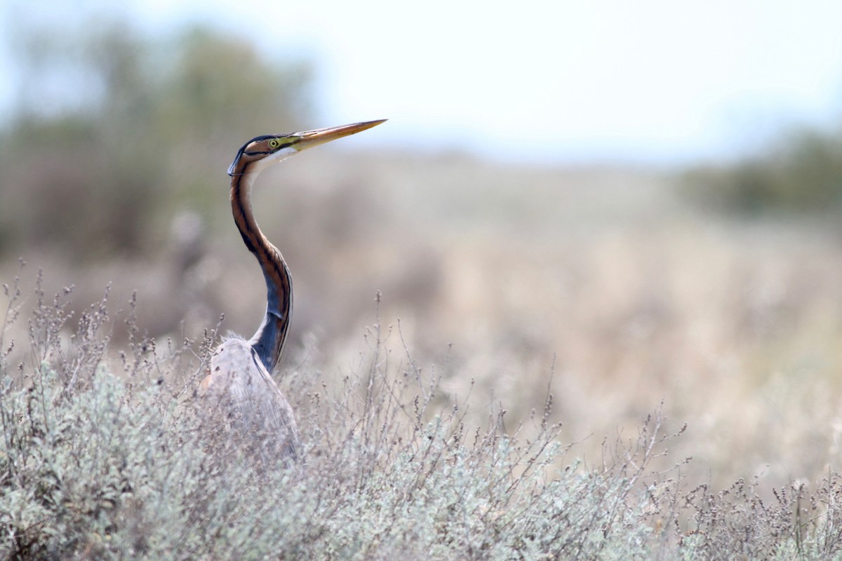 Purple Heron - ML84557191