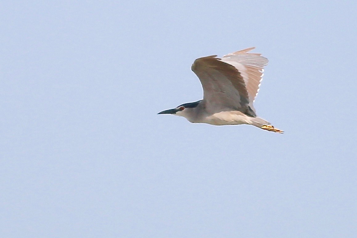 Black-crowned Night Heron - ML84557211