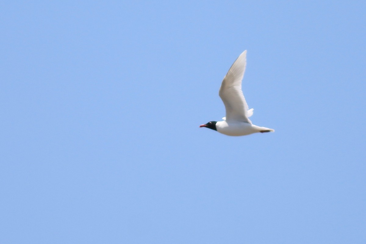 Gaviota Cabecinegra - ML84557271