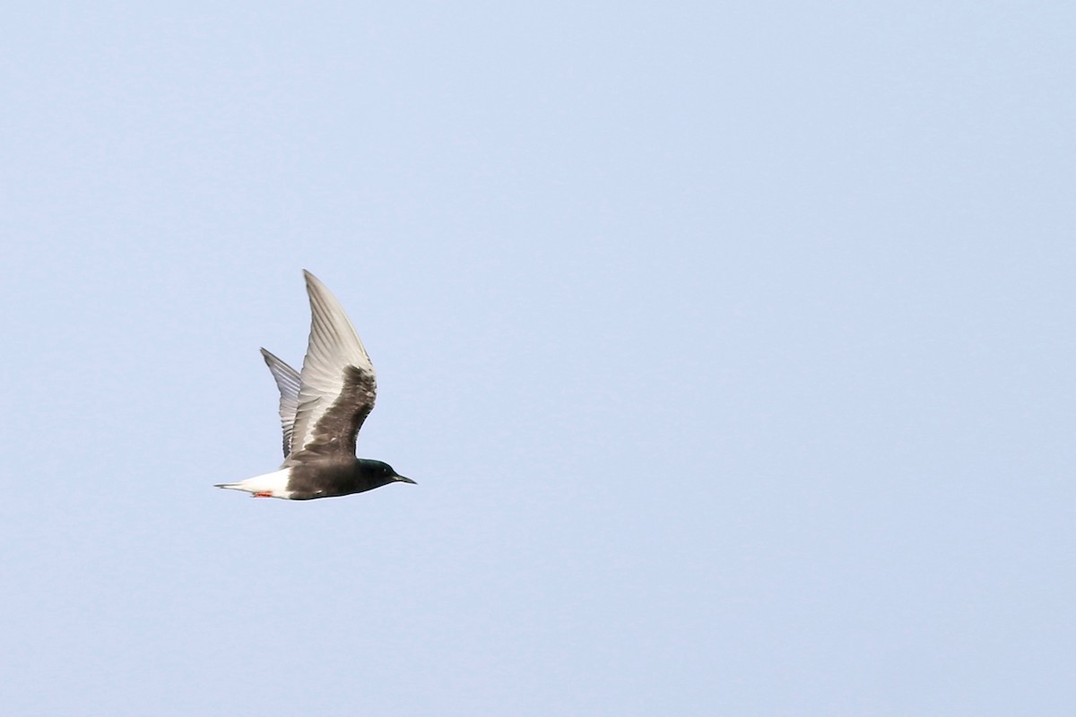 White-winged Tern - ML84557301