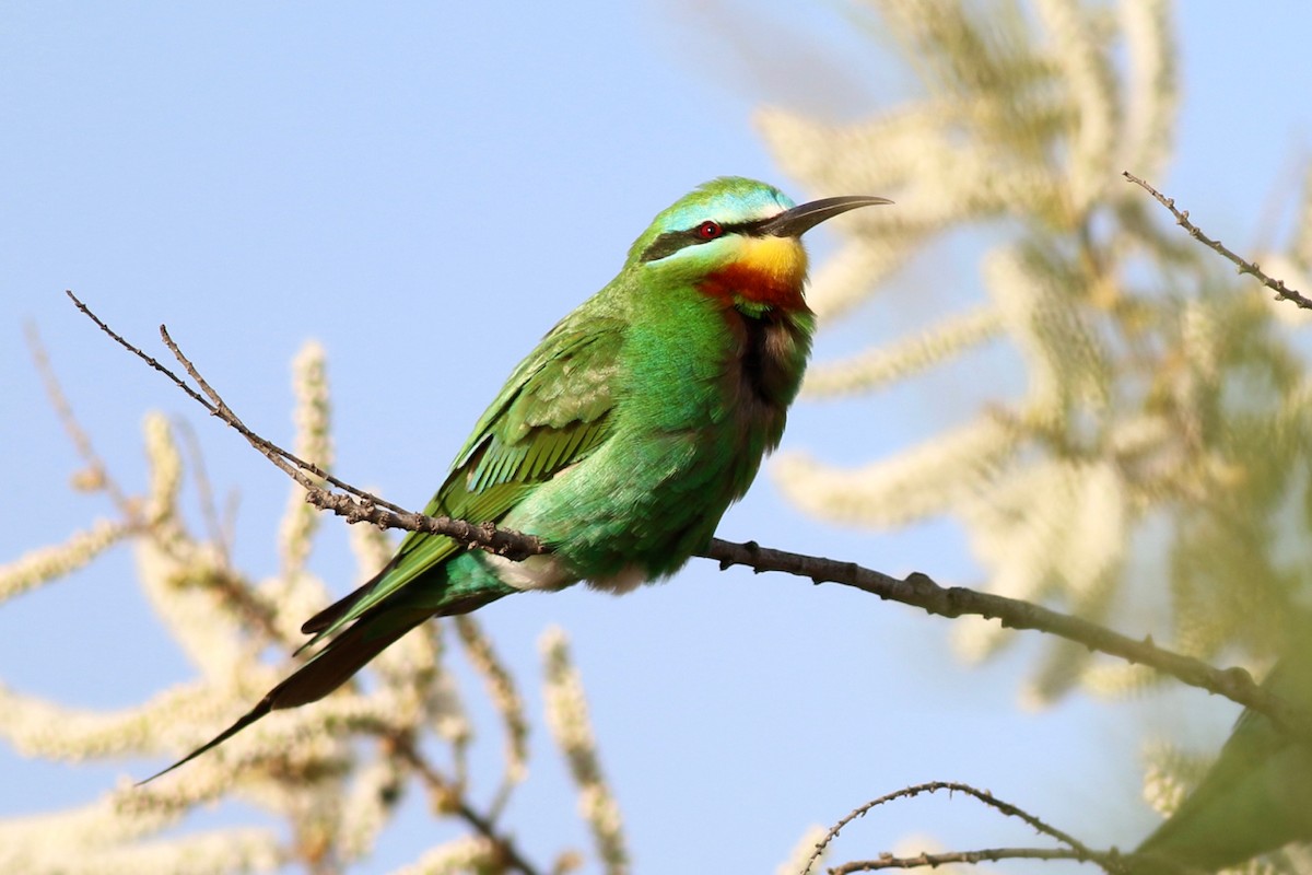 Blue-cheeked Bee-eater - ML84557391