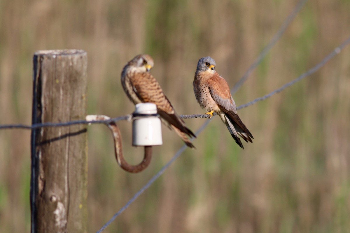 Lesser Kestrel - ML84557421