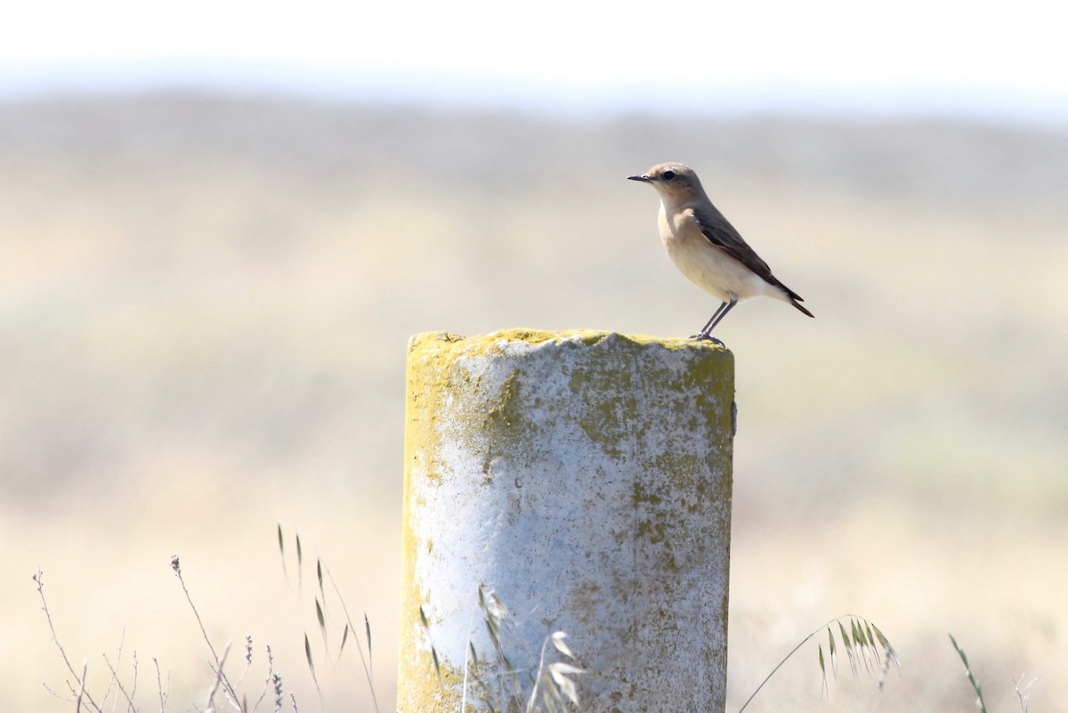 Northern Wheatear - ML84557571