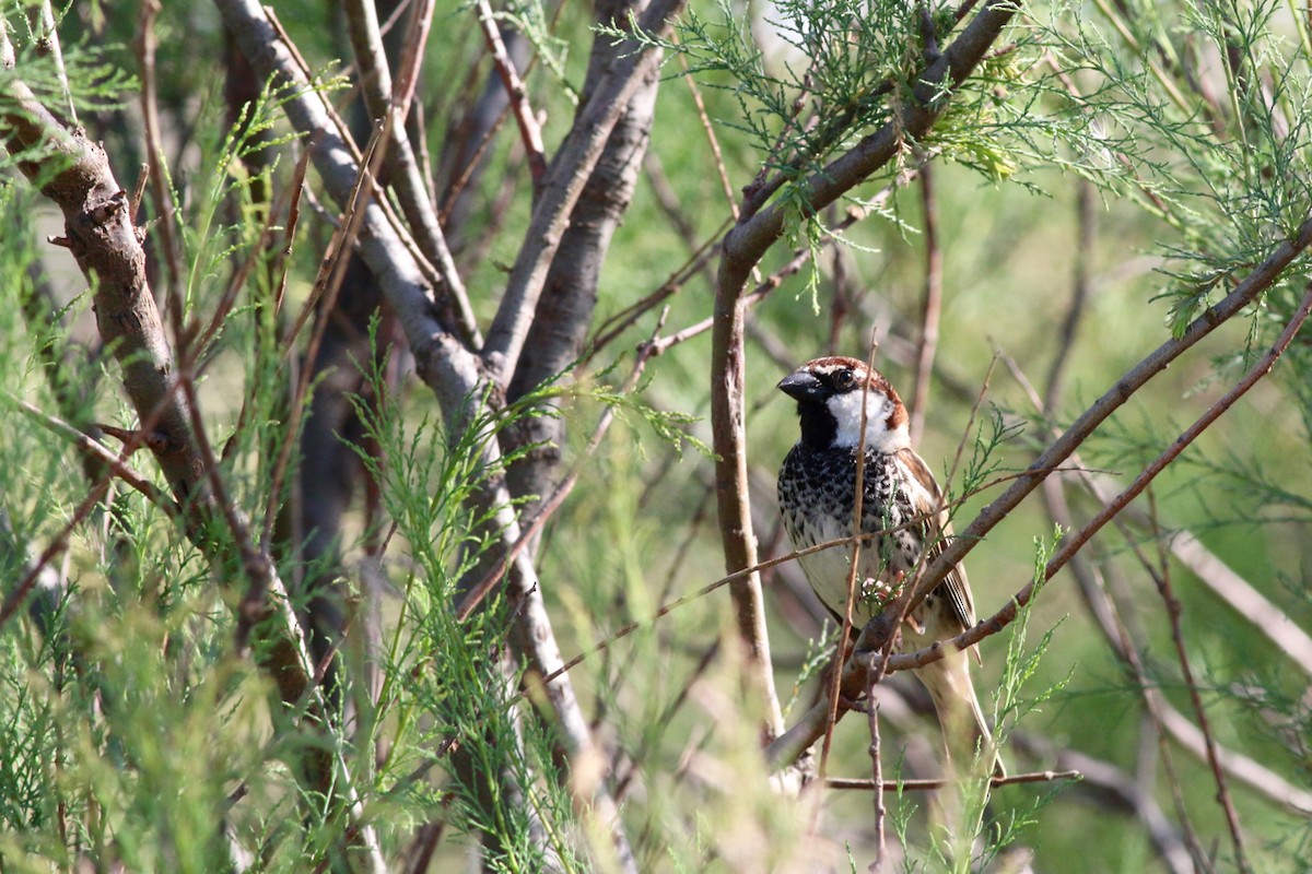 Spanish Sparrow - ML84557601