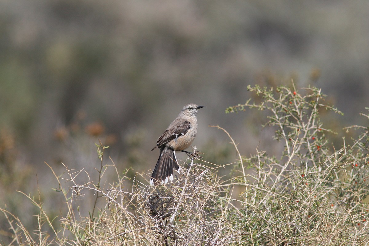 Patagonian Mockingbird - Markus Deutsch