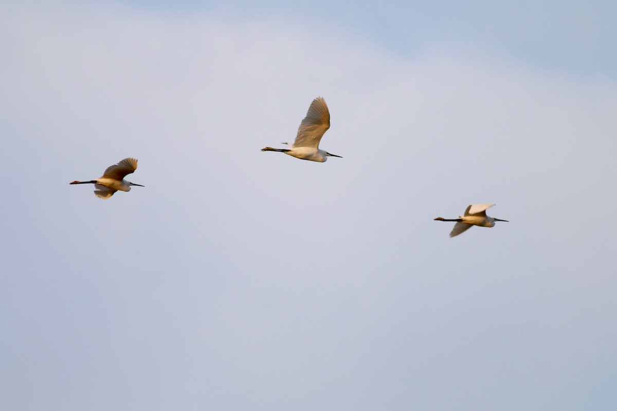 Хурган дэглий - ML84557861