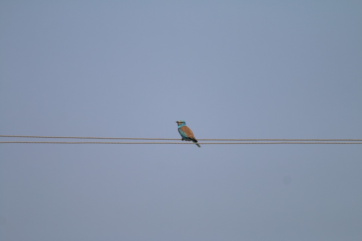 European Roller - ML84557971