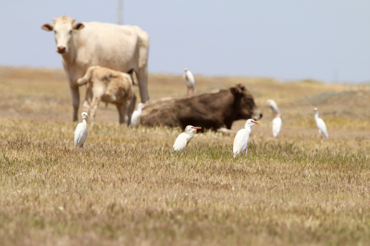 Western Cattle Egret - ML84558221