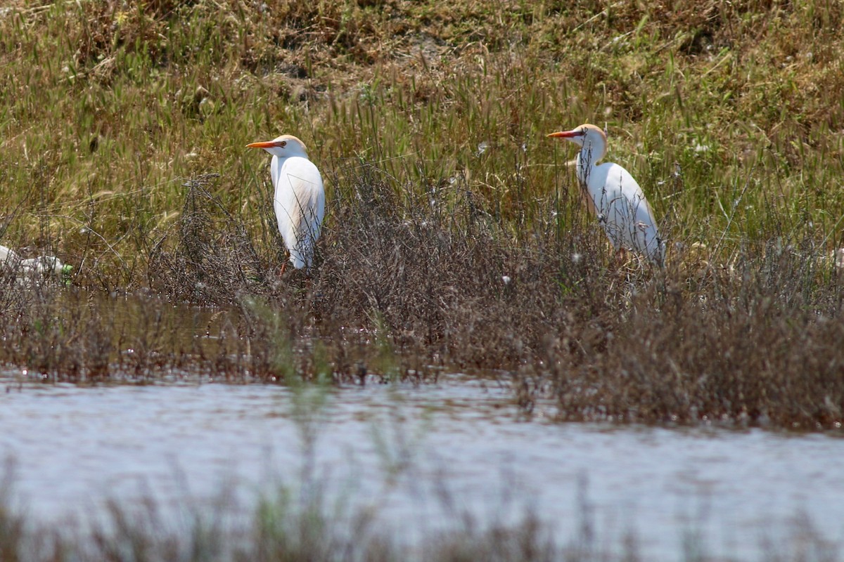 Western Cattle Egret - ML84558231