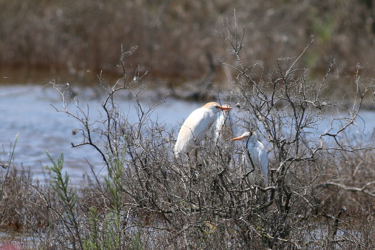 Чапля єгипетська (підвид ibis) - ML84558241