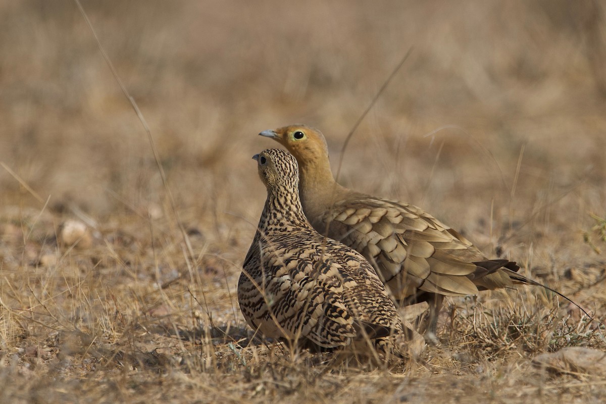 Chestnut-bellied Sandgrouse - ML84558271