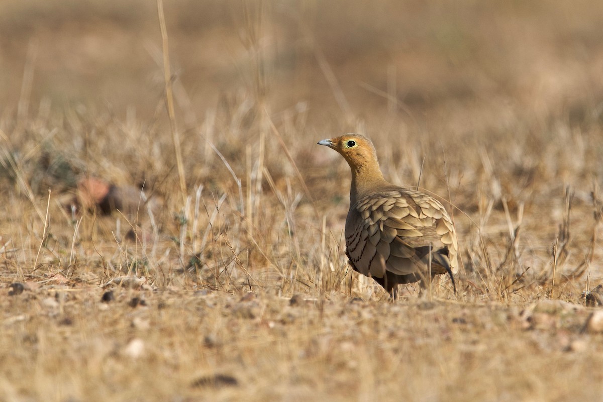 Chestnut-bellied Sandgrouse - ML84558291