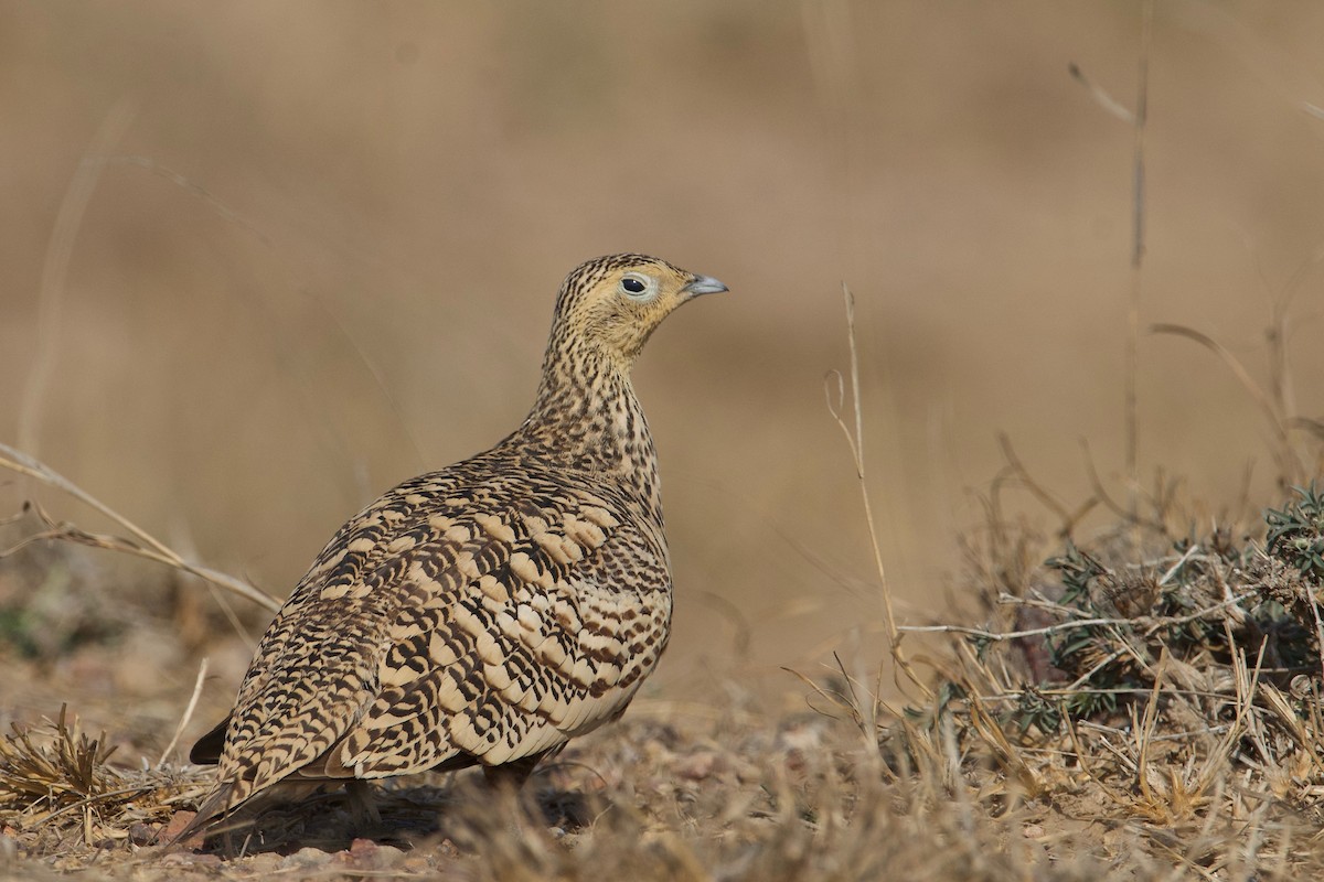 Chestnut-bellied Sandgrouse - Punit Mehta