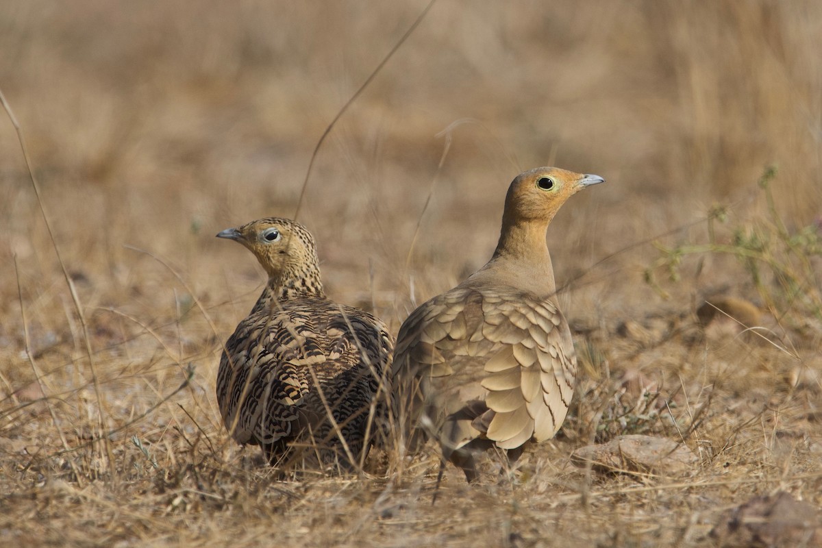 Chestnut-bellied Sandgrouse - ML84558331