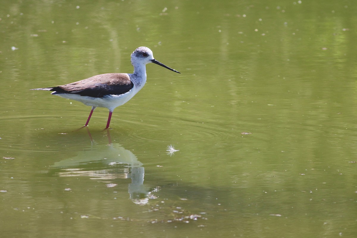 Black-winged Stilt - ML84558381