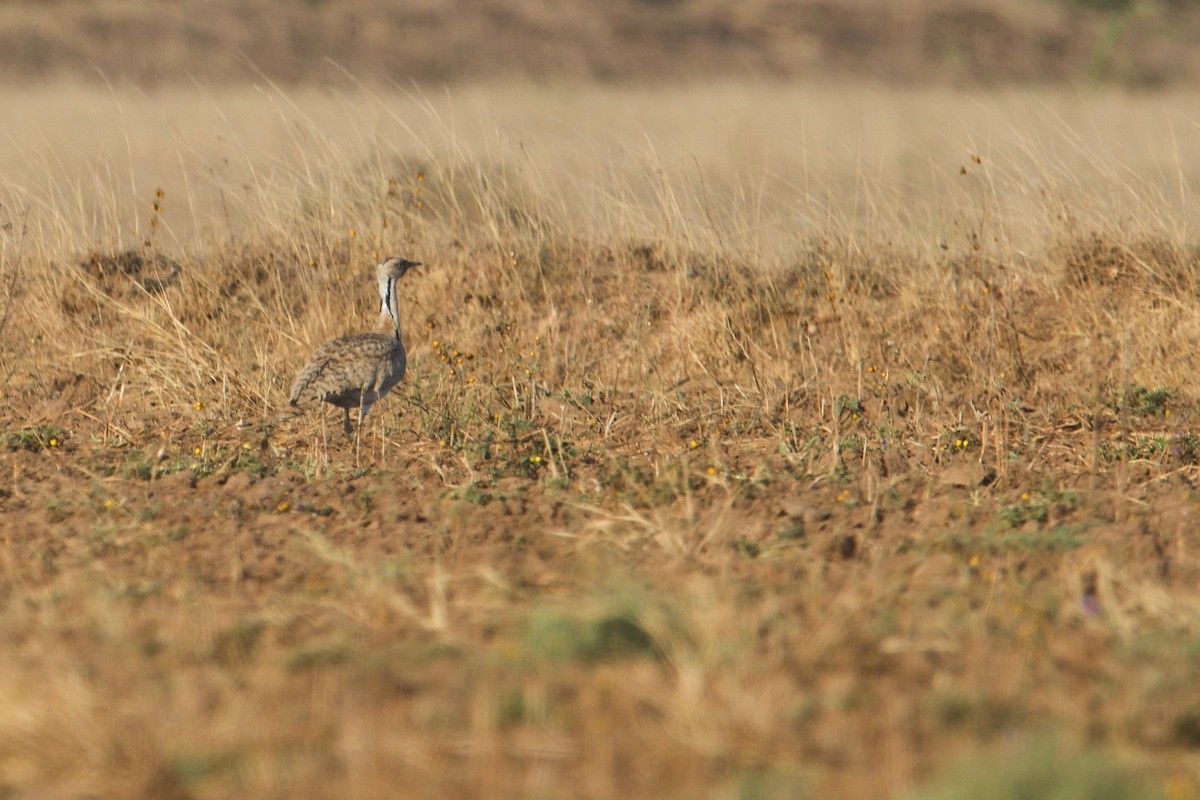 サバクフサエリショウノガン - ML84558451