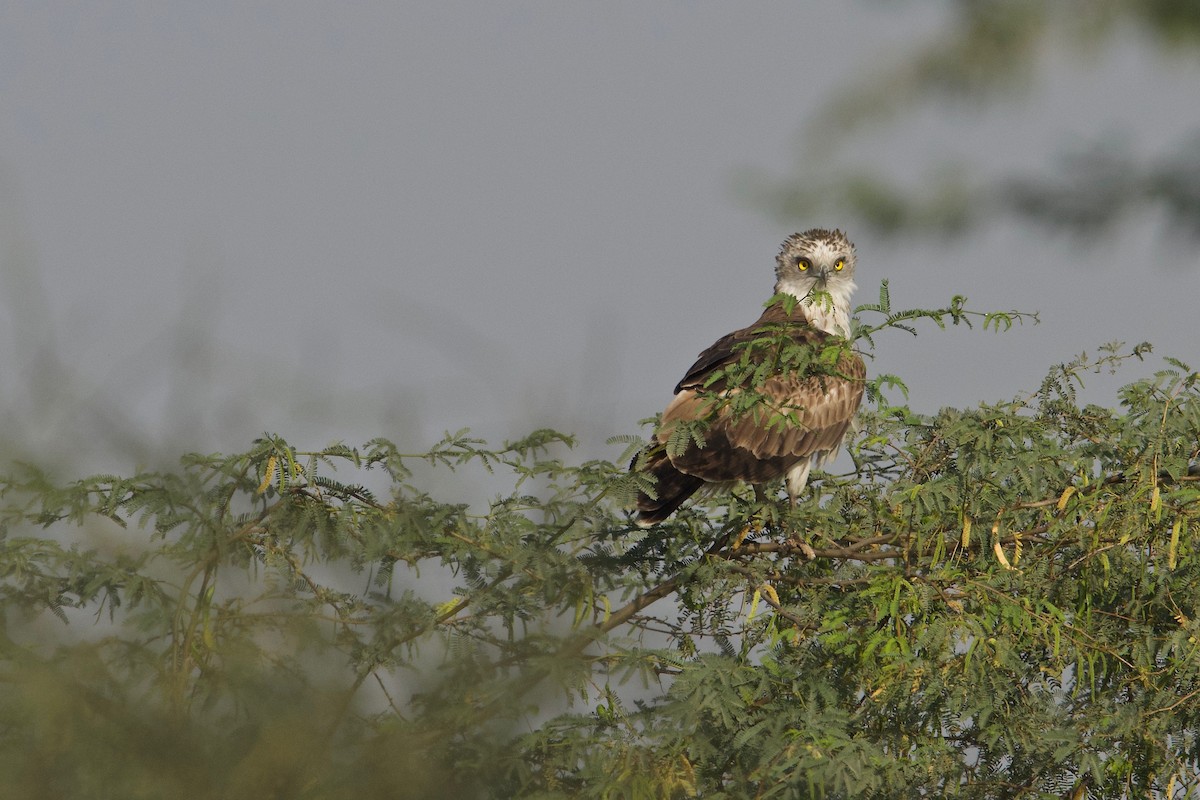 Short-toed Snake-Eagle - Punit Mehta