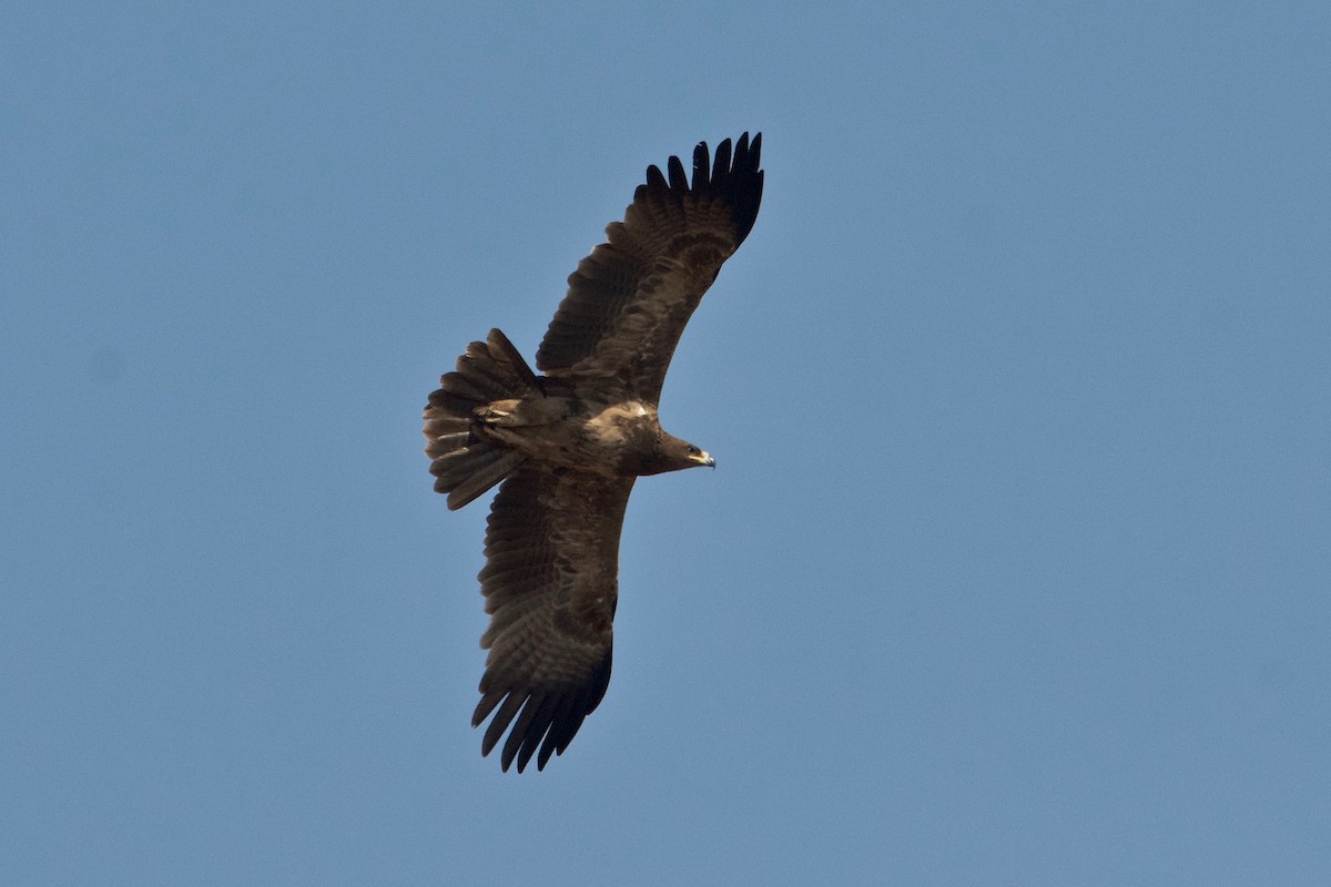 Águila Rapaz - ML84558541