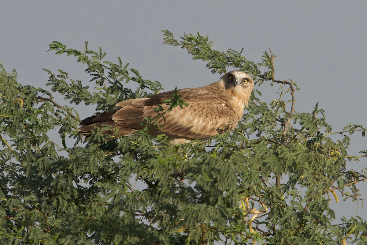 Short-toed Snake-Eagle - ML84558551