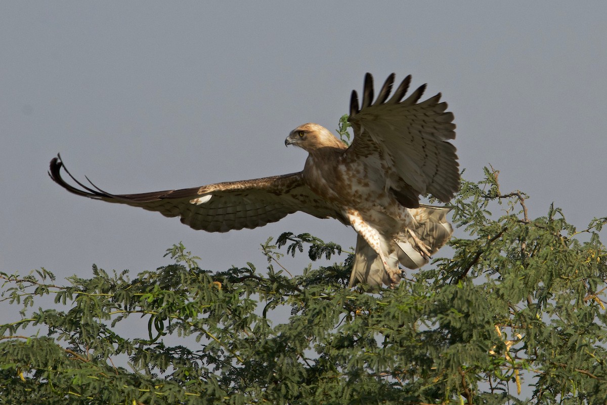 Short-toed Snake-Eagle - ML84558571