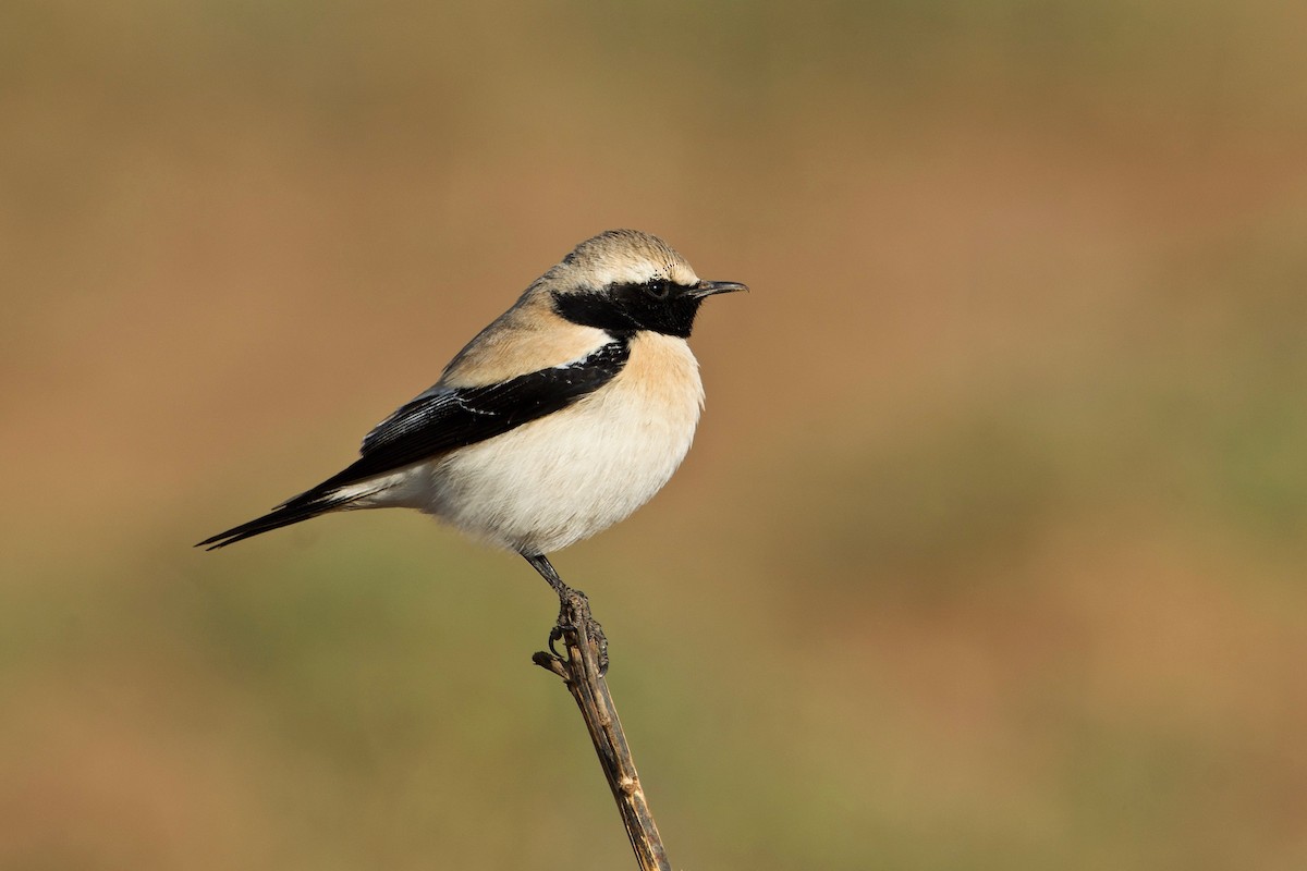 Desert Wheatear - ML84558621