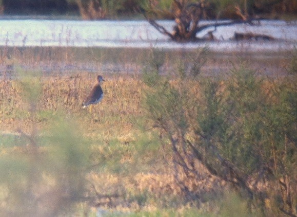 White-tailed Lapwing - ML84558931