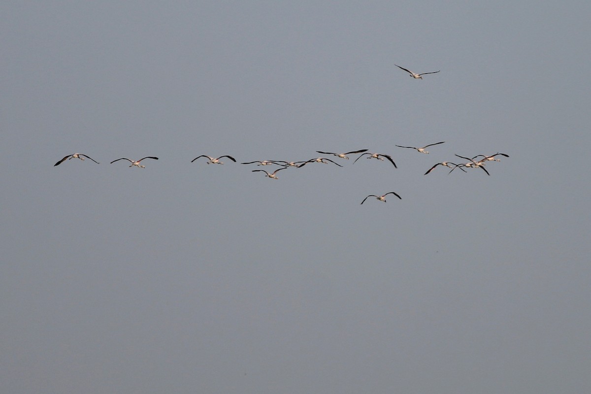 Greater Flamingo - ML84559031