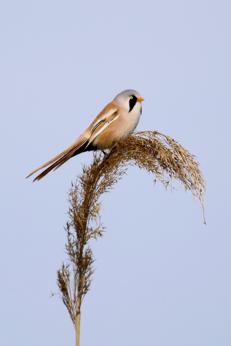 Bearded Reedling - ML84559091