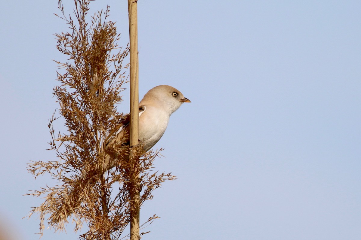 Bearded Reedling - ML84559101