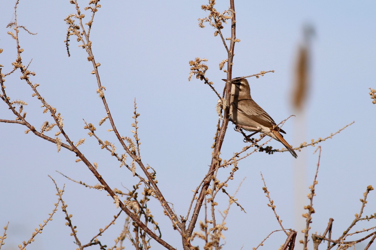 Rufous-tailed Scrub-Robin (Rufous-tailed) - ML84559121