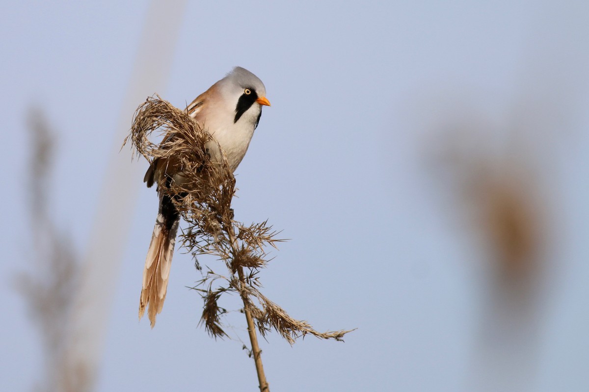 Bearded Reedling - ML84559171