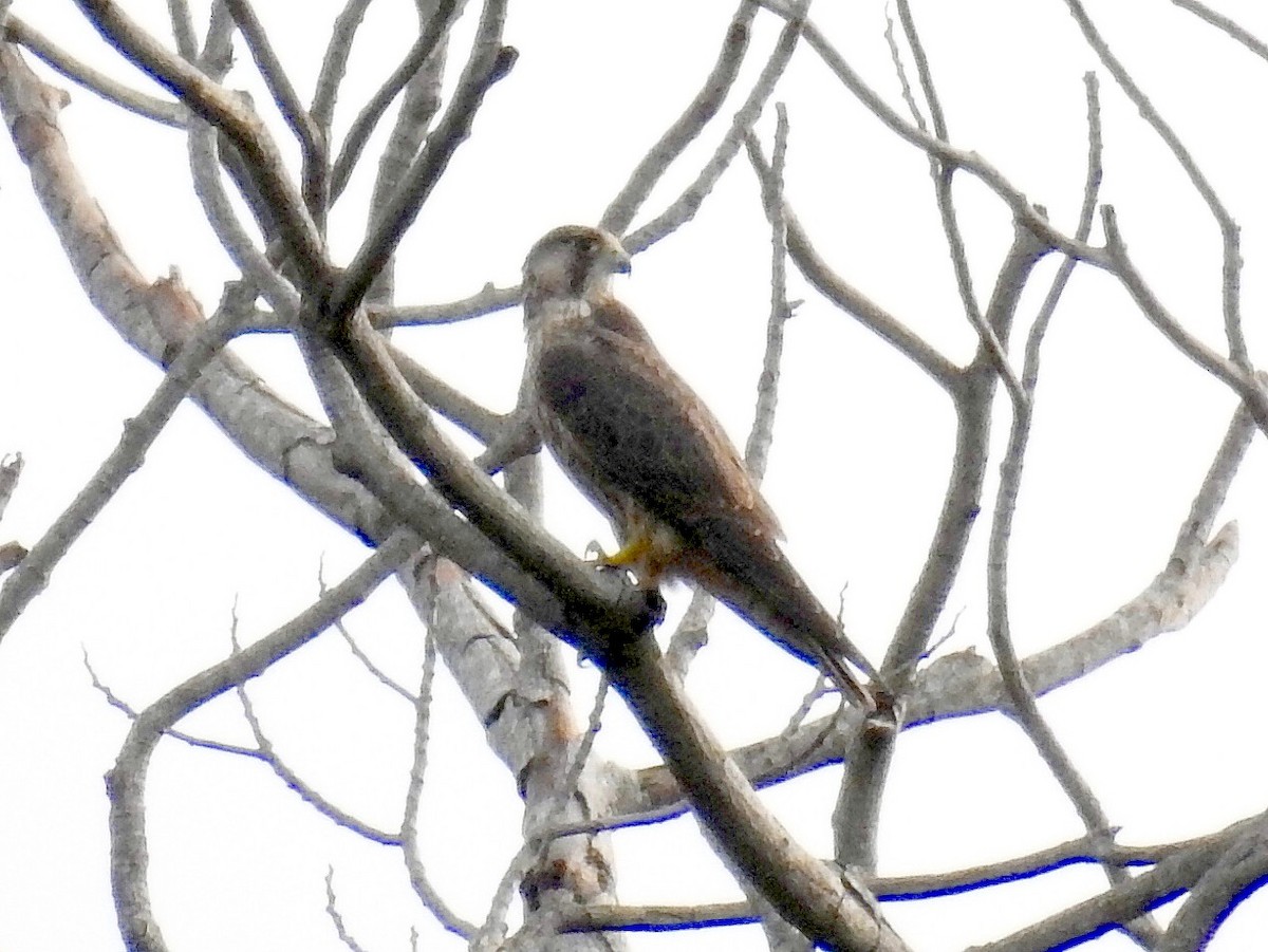 Peregrine Falcon - ML84561121