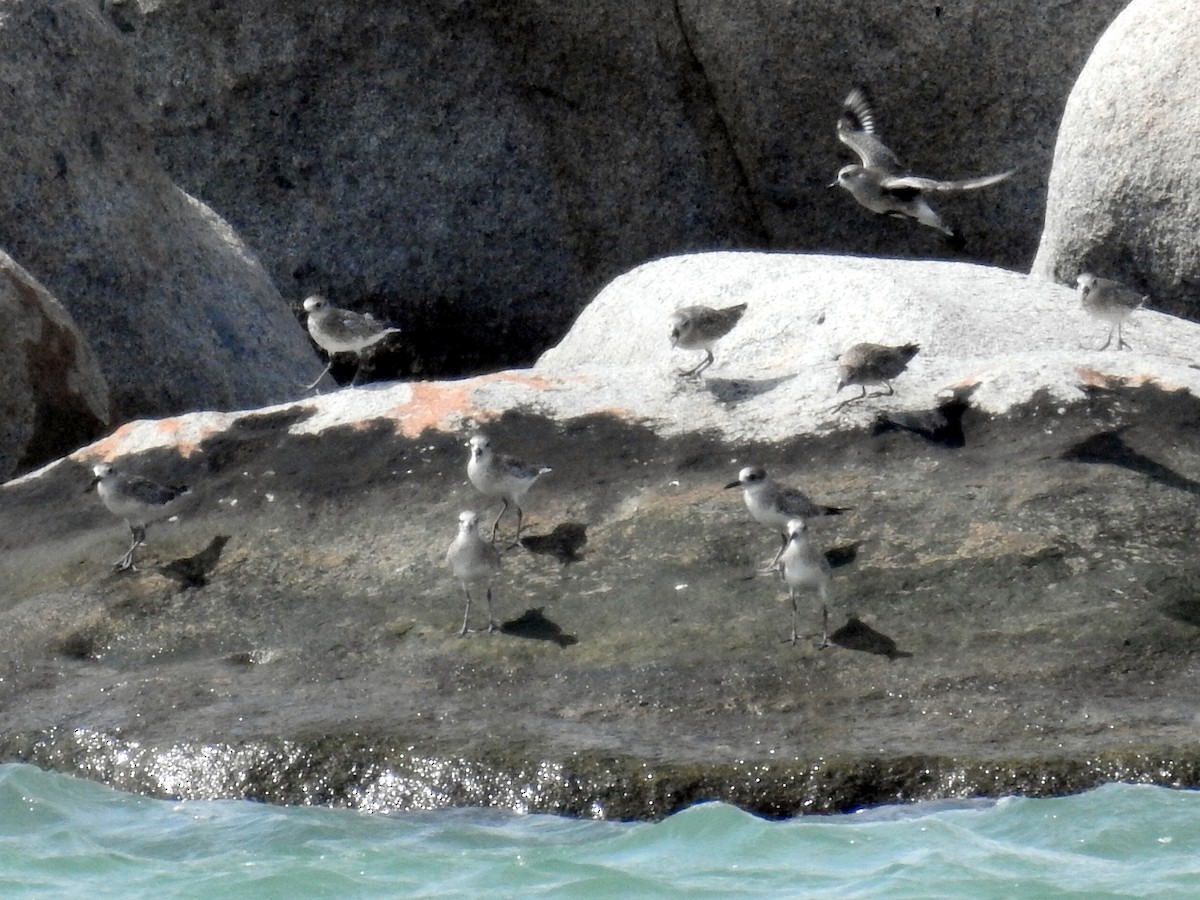 Black-bellied Plover - Chow Chong Peck