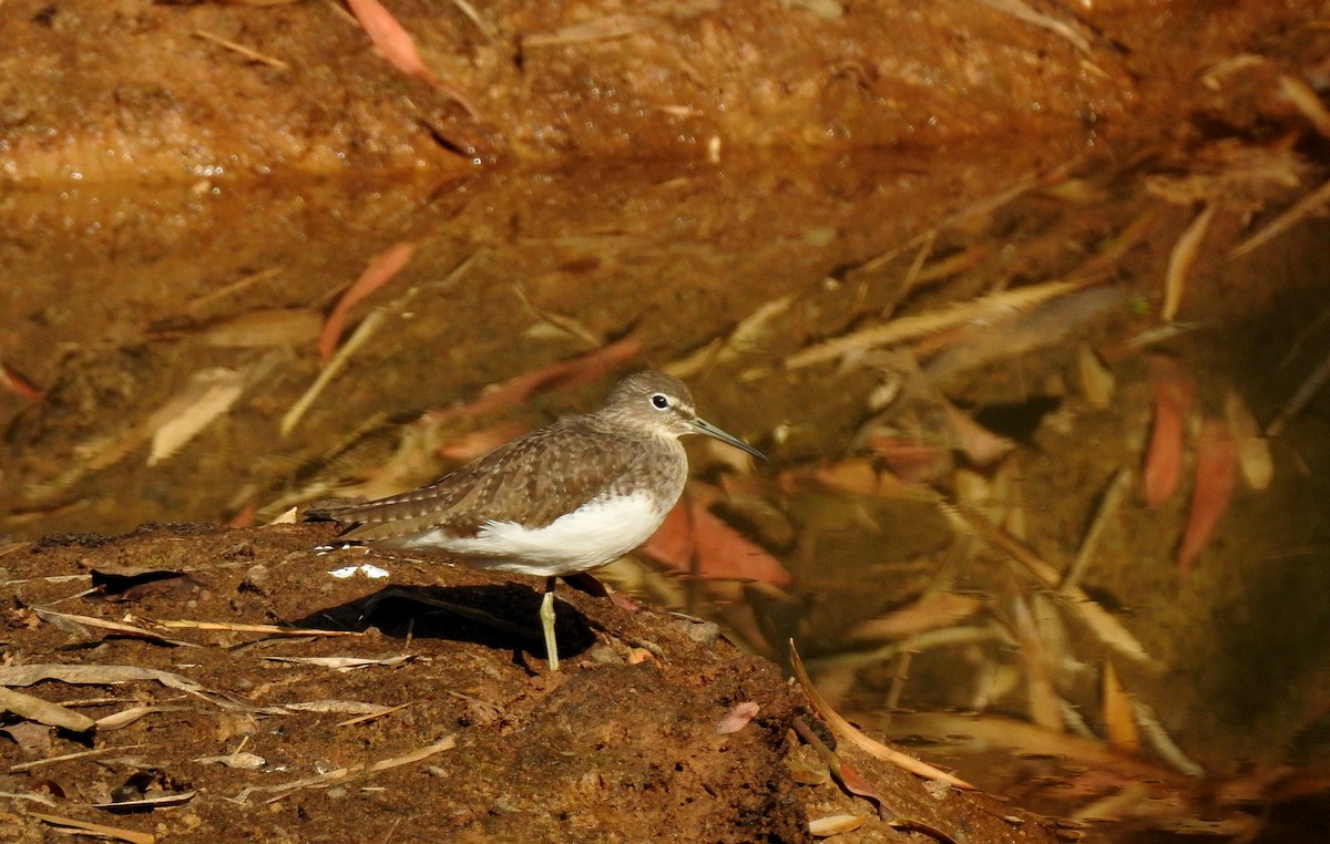 Green Sandpiper - ML84562191